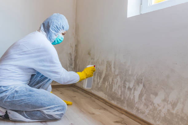 Licensed Mold Remediation service in Schellsburg, PA - WQB Mold Removal